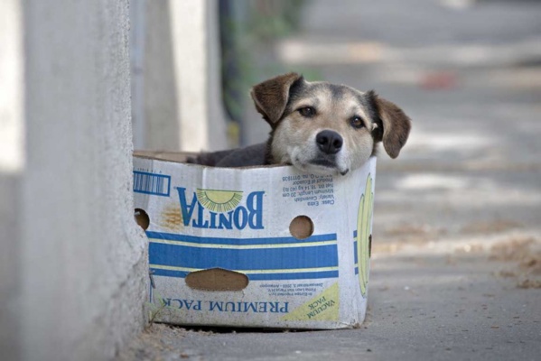 l Mina : Une campagne d’abattage de chiens errants