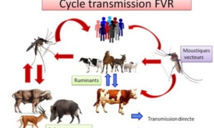 Un cas suspect de fièvre de la Vallée du Rift Un cas suspect de fièvre de la Vallée du Rift