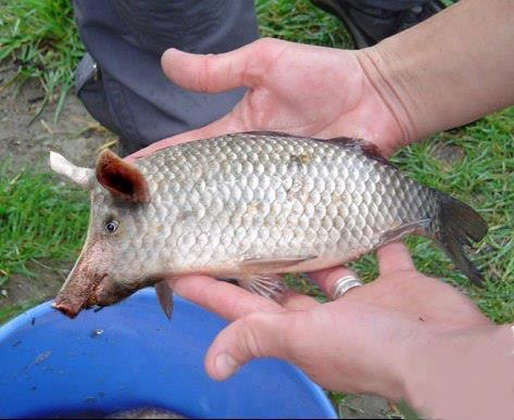 Le directeur du centre de distribution de poisson à Kiffa : « Nous ne sommes pas concernés par les quantités saisies à Touil » Le directeur du centre de distribution de poisson à Kiffa : « Nous ne sommes pas concernés par les quantités saisies à Touil »