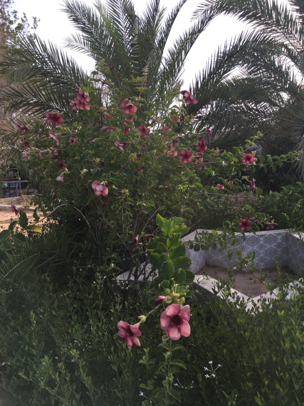 Miracle au milieu du chaos : ce mauritanien est la preuve qu’à Nouakchott tout était possible… Miracle au milieu du chaos : ce mauritanien est la preuve qu’à Nouakchott tout était possible…