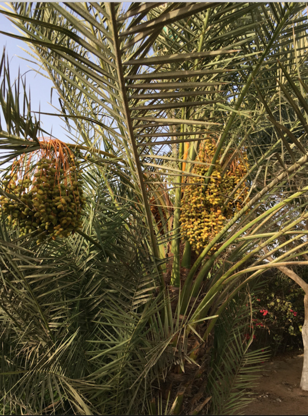 Miracle au milieu du chaos : ce mauritanien est la preuve qu’à  Nouakchott tout était possible…