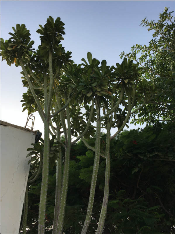 Miracle au milieu du chaos : ce mauritanien est la preuve qu’à Nouakchott tout était possible… Miracle au milieu du chaos : ce mauritanien est la preuve qu’à Nouakchott tout était possible…