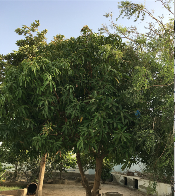 Miracle au milieu du chaos : ce mauritanien est la preuve qu’à Nouakchott tout était possible… Miracle au milieu du chaos : ce mauritanien est la preuve qu’à Nouakchott tout était possible…