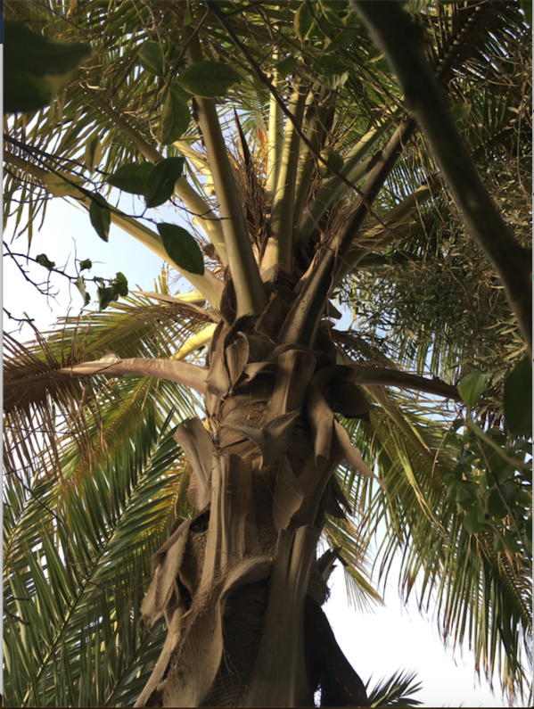 Miracle au milieu du chaos : ce mauritanien est la preuve qu’à Nouakchott tout était possible… Miracle au milieu du chaos : ce mauritanien est la preuve qu’à Nouakchott tout était possible…