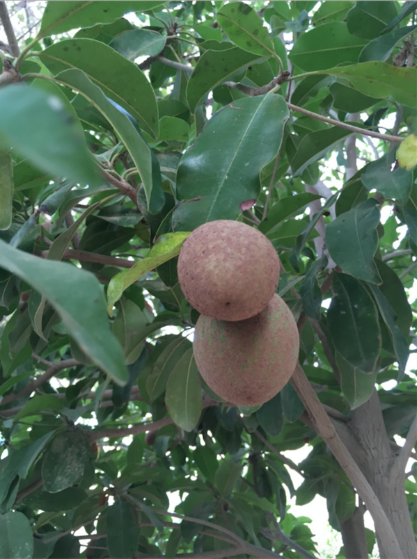 Miracle au milieu du chaos : ce mauritanien est la preuve qu’à Nouakchott tout était possible… Miracle au milieu du chaos : ce mauritanien est la preuve qu’à Nouakchott tout était possible…