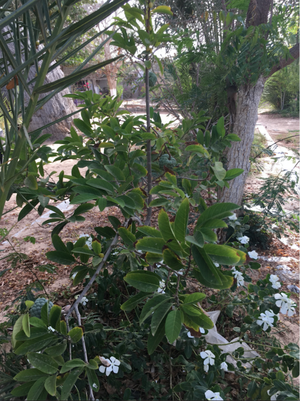 Miracle au milieu du chaos : ce mauritanien est la preuve qu’à Nouakchott tout était possible… Miracle au milieu du chaos : ce mauritanien est la preuve qu’à Nouakchott tout était possible…