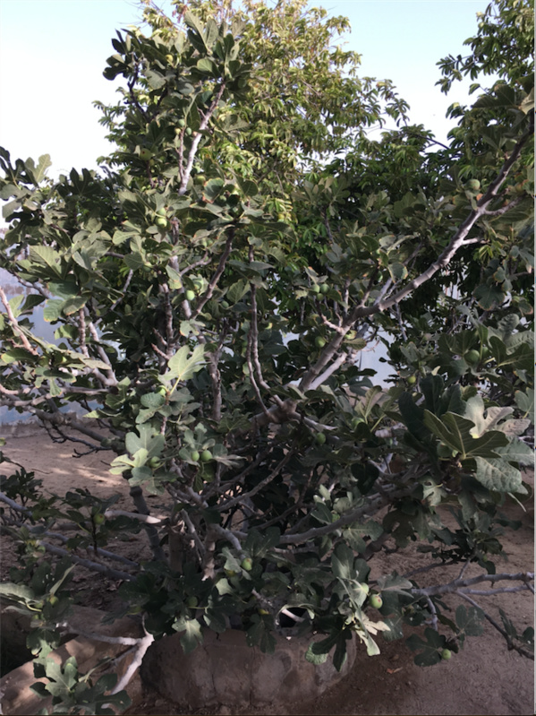 Miracle au milieu du chaos : ce mauritanien est la preuve qu’à Nouakchott tout était possible… Miracle au milieu du chaos : ce mauritanien est la preuve qu’à Nouakchott tout était possible…