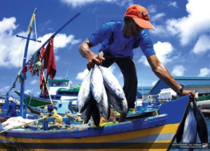 Sur nos marchés, poissons d’élevage, de Mauritanie et de Libye ! Sur nos marchés, poissons d’élevage, de Mauritanie et de Libye !