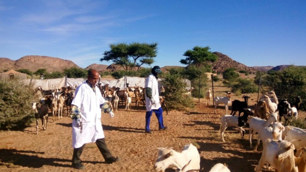 Zouérate : campagne de vaccination du cheptel sur fond de déficit pluviométrique Zouérate : campagne de vaccination du cheptel sur fond de déficit pluviométrique