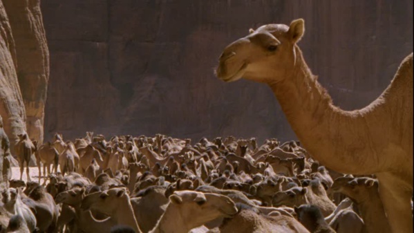 Mauritanie : promesse d’aide gouvernementale pour les éleveurs Mauritanie : promesse d’aide gouvernementale pour les éleveurs