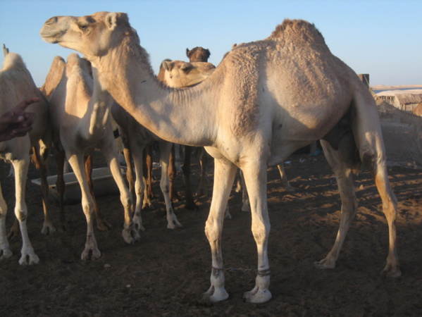 Mauritanie : un convoi de pèlerins bloqué à Rosso - Leurs dromadaires sont en cause