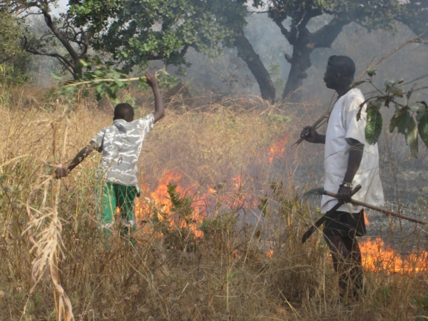 Mauritanie : chaque année 10 milliards d'aliment de bétail partent en feux de brousse Mauritanie : chaque année 10 milliards d'aliment de bétail partent en feux de brousse