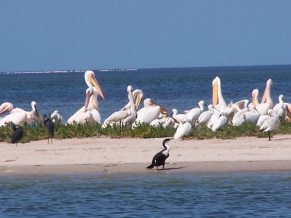 Tasiast contribue à l’assainissement du Parc National du Banc d’Arguin en Mauritanie Tasiast contribue à l’assainissement du Parc National du Banc d’Arguin en Mauritanie