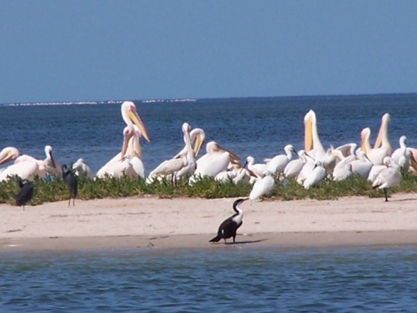 Tasiast contribue à l’assainissement du Parc National du Banc d’Arguin en Mauritanie