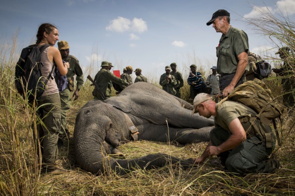 Washington réautorise l'importation de trophées d'éléphants