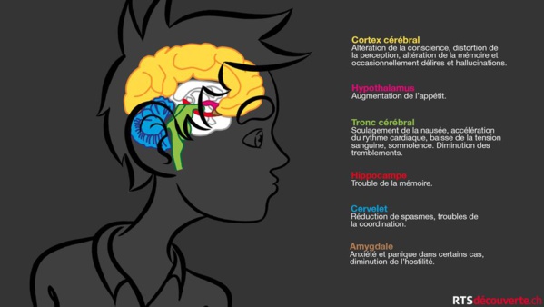 Incinération de quantités de drogue et de produits psychotropes