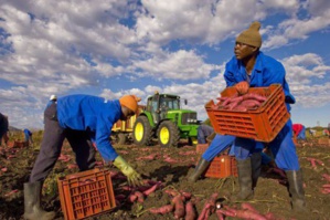 La ministre de l'agriculture inaugure des fermes agricoles dans la wilaya du Trarza