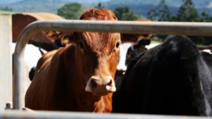 Tichitt : lancement de la campagne de vaccination du cheptel Tichitt : lancement de la campagne de vaccination du cheptel