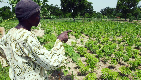 Le CILSS la CEDEAO satisfaits de leur production agricole