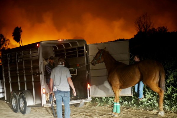 En Californie, la folle course des purs sangs contre les flammes