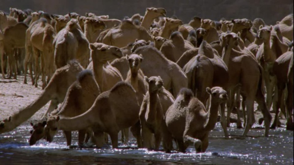 La ministre de l’Elevage se rend aux Emirats Arabes Unis La ministre de l’Elevage se rend aux Emirats Arabes Unis