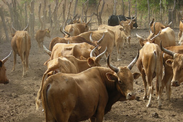 Blanchiment d’argent dans le secteur de l’élevage, le SUES alerte les autorités sur les pratiques Blanchiment d’argent dans le secteur de l’élevage, le SUES alerte les autorités sur les pratiques