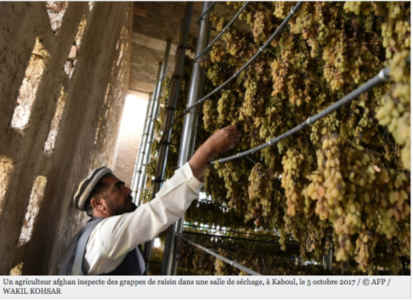 Les raisins d'Afghanistan, d'or et de poussières