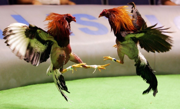 Ould Bebana contre Ould Diay Ould Bebana contre Ould Diay