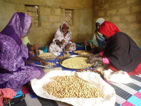 ​Premiers produits mauritaniens certifiés « BIO » en destination des marchés Européens et Américains