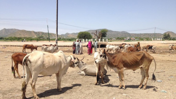 Le wali du Trarza : 500 tonnes d’aliment de bétail seront distribuées aux éleveurs de la wilaya