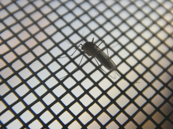 Après SSF le ministère de la santé tombera-t-il dans le piège de l'opacité dans la distribution de moustiquaires ? Après SSF le ministère de la santé tombera-t-il dans le piège de l'opacité dans la distribution de moustiquaires ?