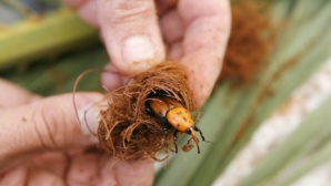 Sensibilisation pour la lutte contre les prédateurs des palmiers Sensibilisation pour la lutte contre les prédateurs des palmiers