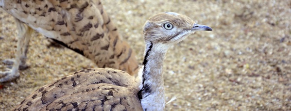 2.000 outardes lâchées dans le Nord mauritanien 2.000 outardes lâchées dans le Nord mauritanien