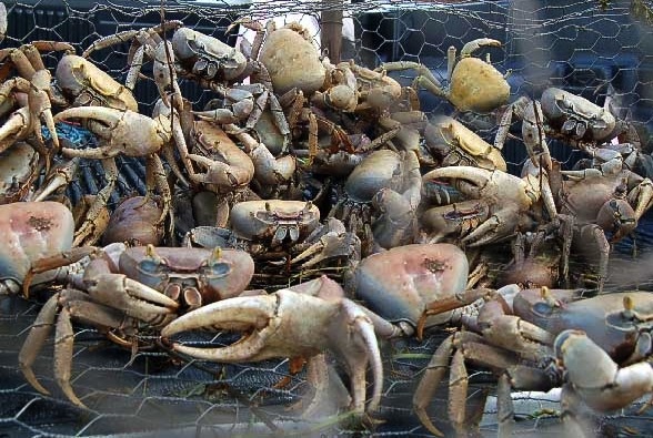 Sherpa dans un panier de crabes mauritanien