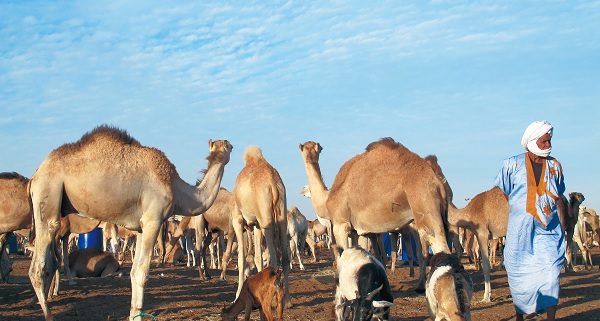 Mauritanie : l’élevage contribue à plus de 12% au PIB (ministre) Mauritanie : l’élevage contribue à plus de 12% au PIB (ministre)