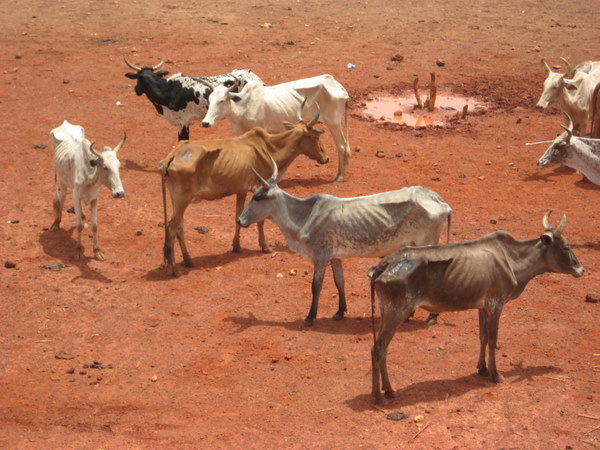Kiffa : Livraison de 90 tonnes d’aliments pour bétail pour toute la wilaya
