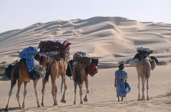 La Mauritanie va exporter des chameaux en Libye