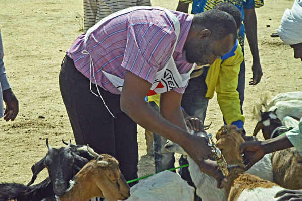 Est Mauritanie : Le CICR boucle sa campagne de vaccination du bétail