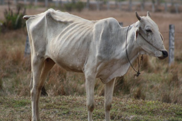 Crise pastorale explosive en Mauritanie : Alerte rouge !