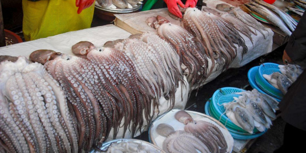 Le ministre mauritanien des pêches : les exportations des poulpes ont généré pour le pays 350 millions de dollars