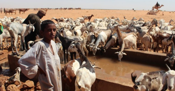 Boghé : Distribution-vente d’aliments de bétail sur fond de polémiques