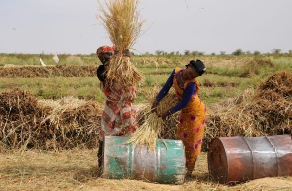 Campagne agricole estivale : accès à l’irrigué, à l’encadrement et à la vulgarisation agricoles Campagne agricole estivale : accès à l’irrigué, à l’encadrement et à la vulgarisation agricoles