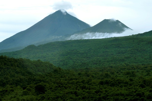 Exploitation illégale de bois en RDC: une ONG demande à la France d'agir Exploitation illégale de bois en RDC: une ONG demande à la France d'agir