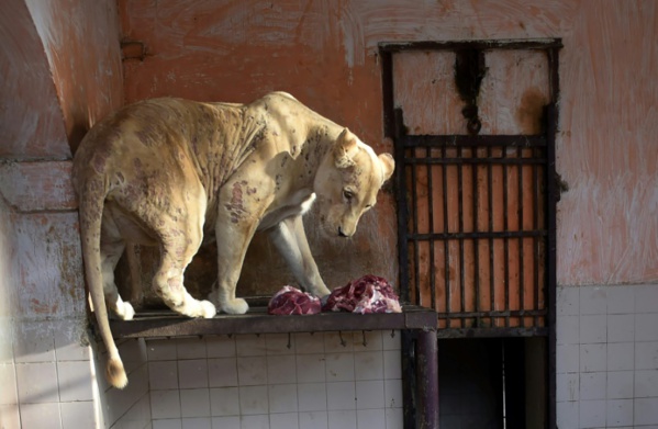Au Pakistan, le zoo de Karachi tente de tourner le dos à son passé colonial