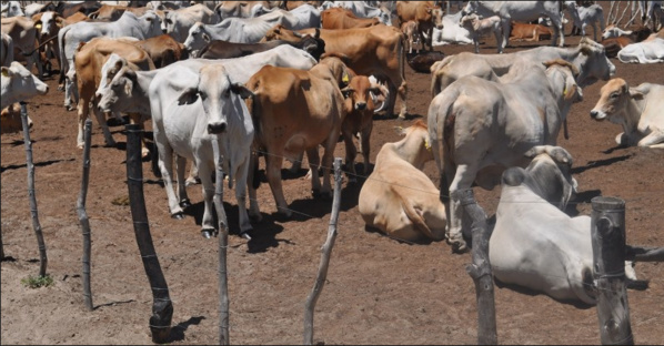 Un programme spécial d’aliments de bétail lancé en Mauritanie
