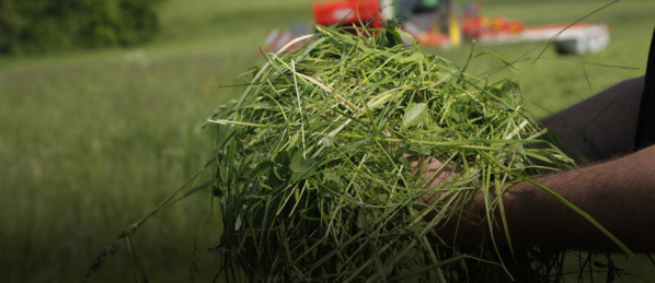 La ministre de l'agriculture visite le projet pilote des fourrages verts à N'Beikit Lahouach La ministre de l'agriculture visite le projet pilote des fourrages verts à N'Beikit Lahouach