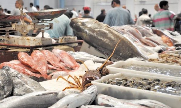 Maersk lève l'ancre : les frigos de Nouadhibou débordés Maersk lève l'ancre : les frigos de Nouadhibou débordés