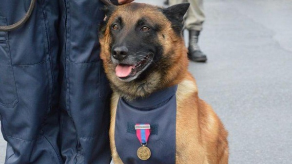 Saisie d'une importante quantité de drogue en provenance de Boghé Saisie d'une importante quantité de drogue en provenance de Boghé
