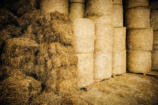 Le Président de la République visite le projet du périmètre de production du fourrage Le Président de la République visite le projet du périmètre de production du fourrage