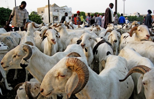 Fête d’El Id El Kebir Le mouton hors de portée